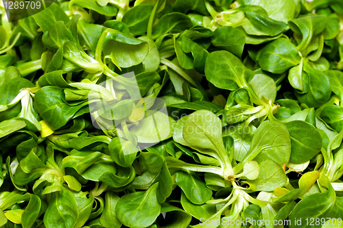 Image of Lambs lettuce