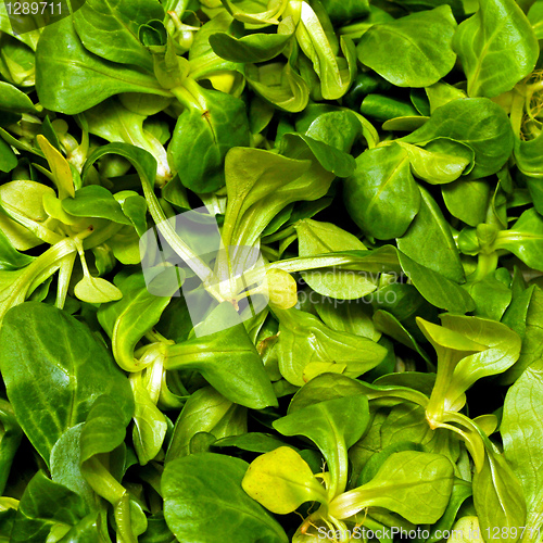 Image of Lamb lettuce salad