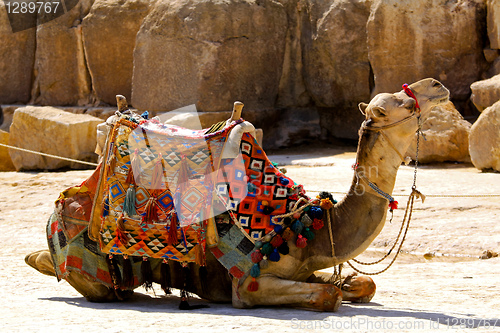 Image of Camel lay