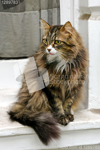 Image of Furry cat