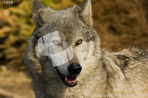 Image of Eyes of the wolf