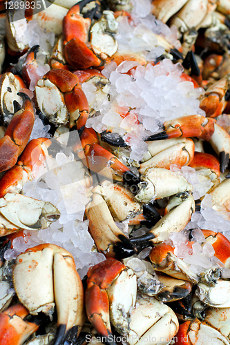 Image of Fresh crabs