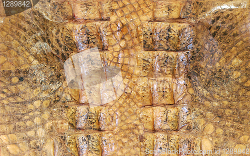 Image of Crocodile pattern