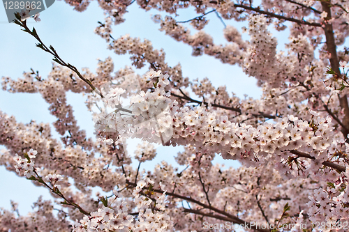 Image of Cherry blossom