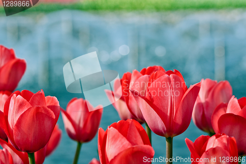 Image of Red tulips on blurry background