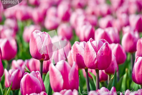 Image of Tulips with selected focus