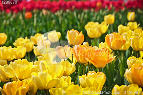 Image of Yellow tulips
