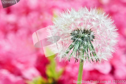 Image of Dandelion on blurry pink background