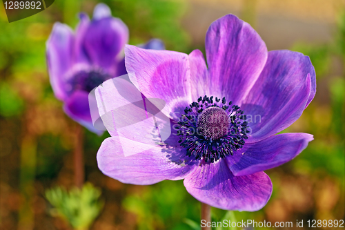 Image of Single anemone flower