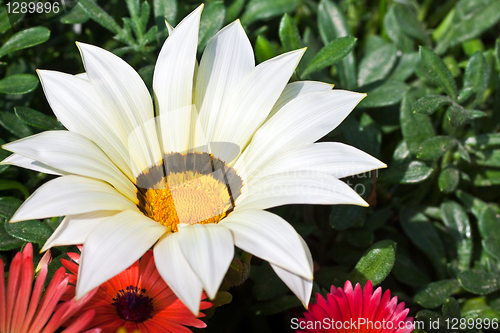 Image of Beautiful white daisy