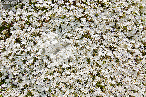 Image of Small white flowers background