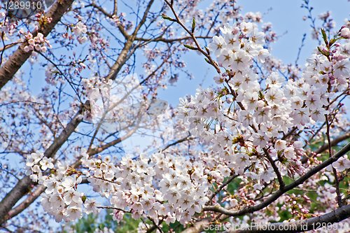 Image of Branches of blooming cherry 