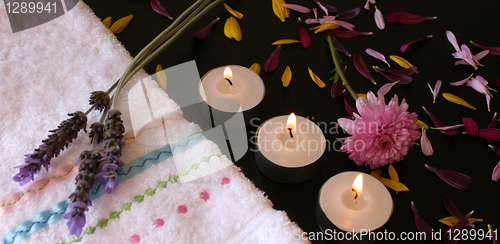 Image of Three Lavender Flowers