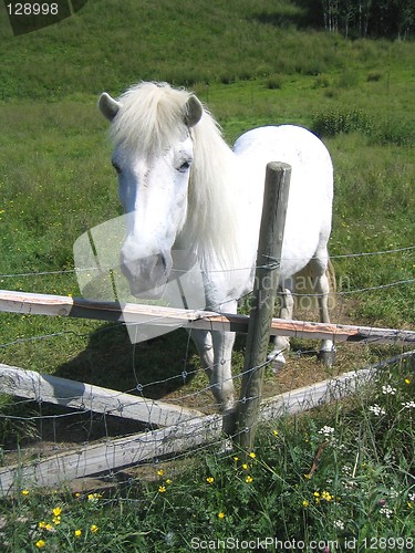 Image of White horse