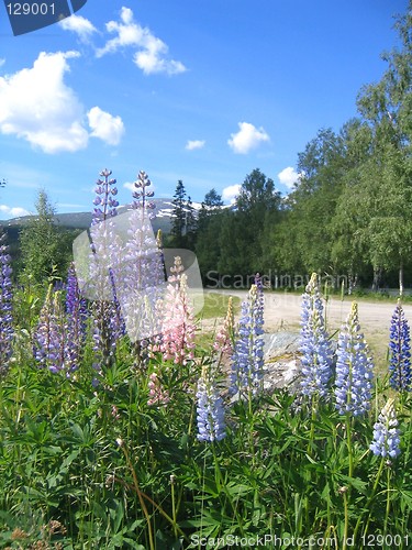 Image of Lupines
