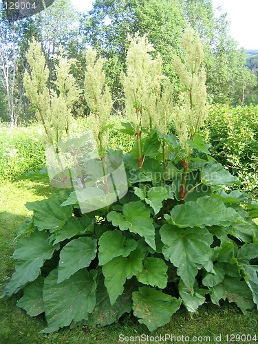 Image of Rhubarb