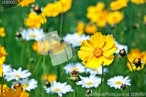 Image of Beautiful yellow flower on a meadow in a sunny day