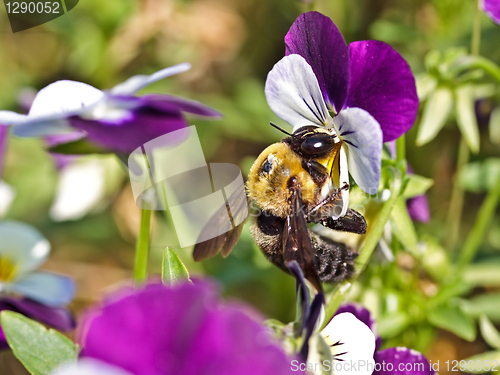 Image of Bumblebee