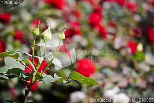 Image of White rose buds in spring