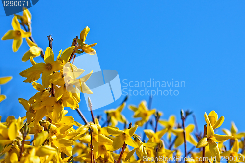 Image of Blooming forsythia