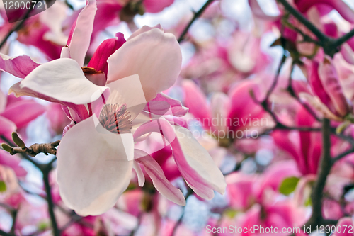Image of Blooming magnolia