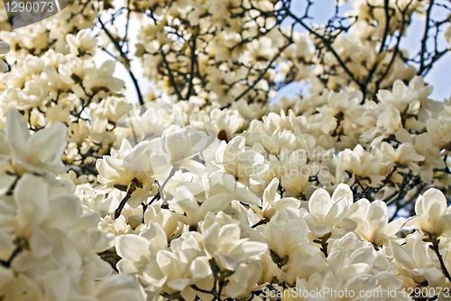 Image of Blooming magnolia