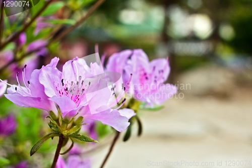 Image of Pink flower close-up