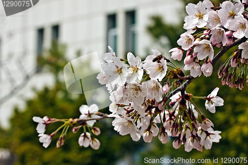Image of Blooming sakura