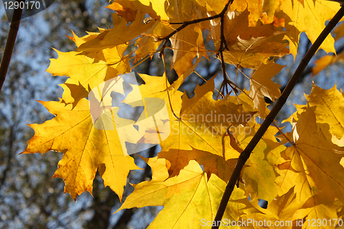 Image of autumn branch of maple tree