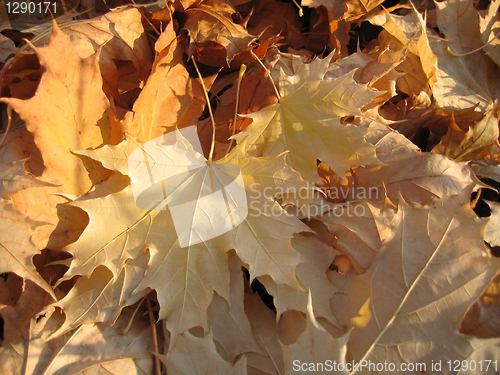 Image of fall leaves