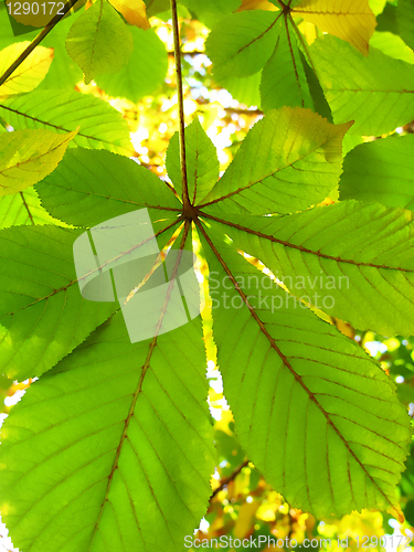 Image of autumn leaves of a chestnut