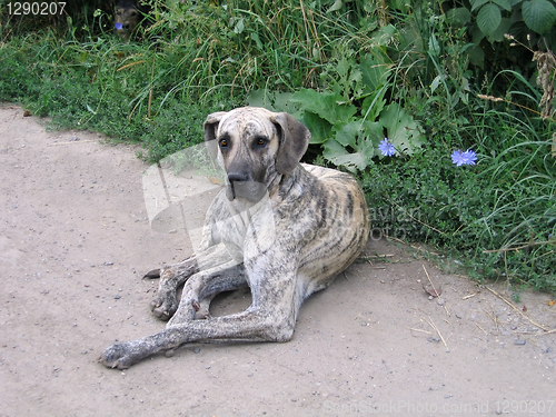 Image of lying old dog 