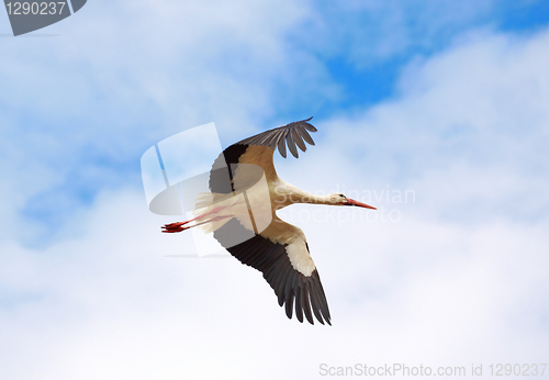 Image of flying stork