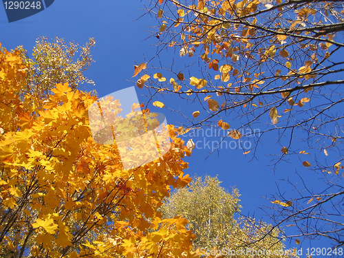 Image of autumn trees