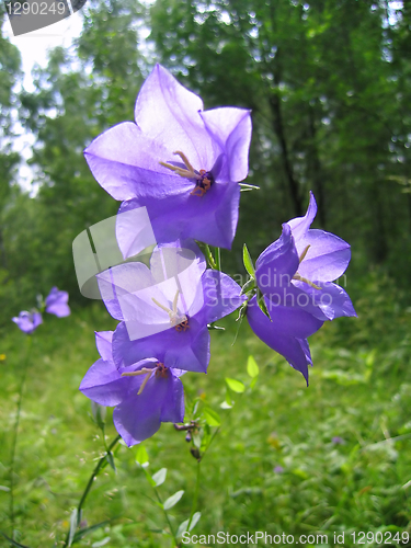 Image of bell flowers