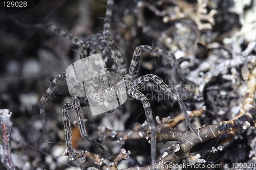 Image of spider