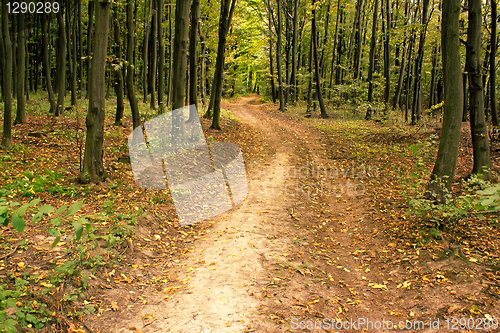 Image of Road in hornbeam forest