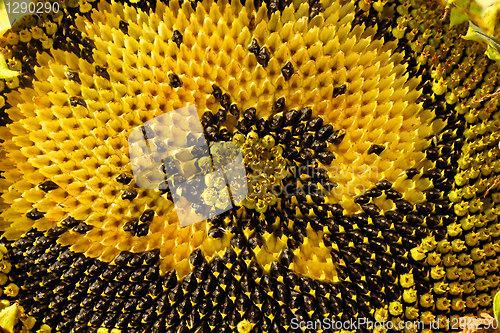 Image of Sunflower head clouse-up