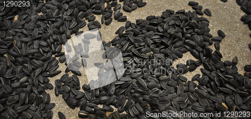 Image of sunflower seeds 