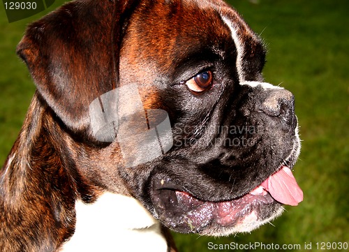 Image of boxer