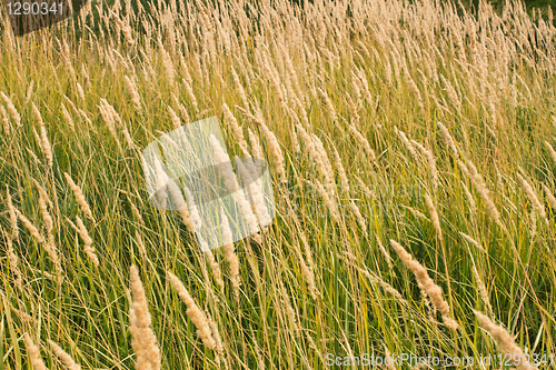 Image of Cereal texture