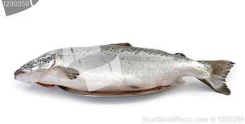 Image of fresh raw salmon