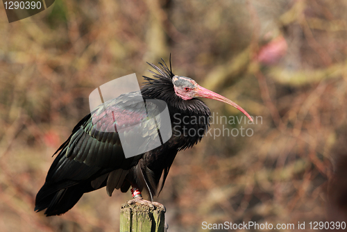 Image of Northern bald ibis