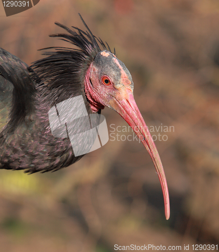 Image of Portrait of a Northern Bald Ibis