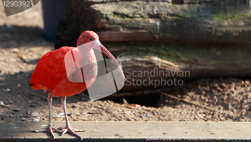 Image of Scarlet ibis