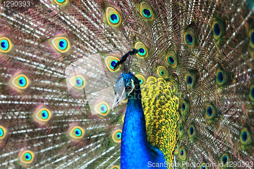 Image of Portrait of a beautiful peacock