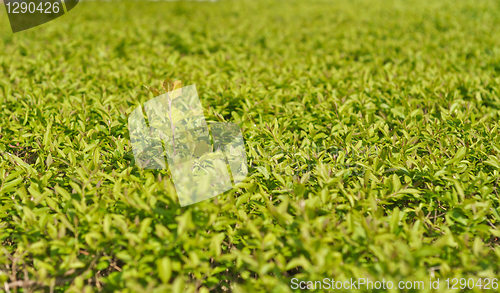 Image of Thickets of bright green shrubby foliage