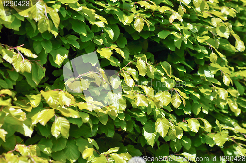 Image of Thickets of bright green shrubby foliage