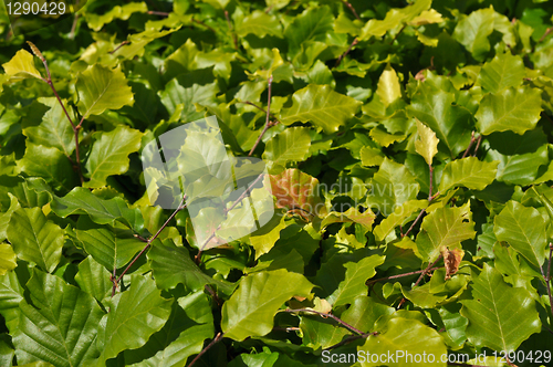 Image of Thickets of bright green shrubby foliage