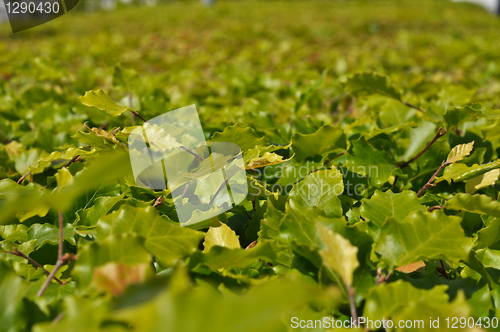 Image of Thickets of bright green shrubby foliage